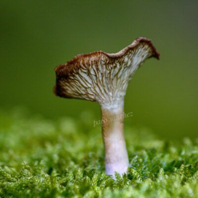Fungi