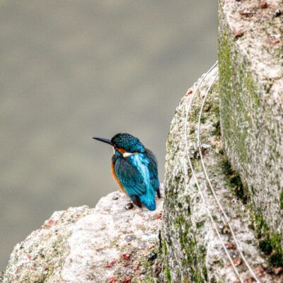 Alcedo atthis
