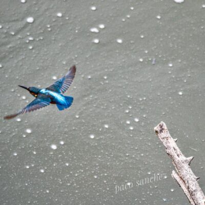 Alcedo atthis