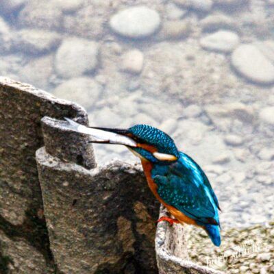 Alcedo atthis