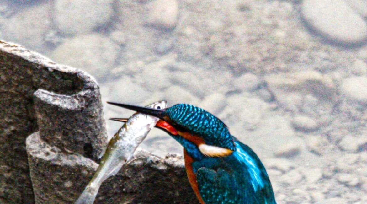 Alcedo atthis
