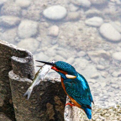 Alcedo atthis