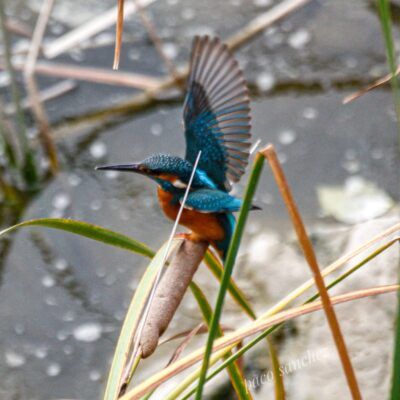 Alcedo atthis