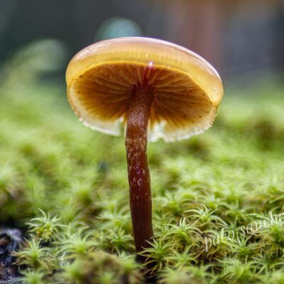 Fungi