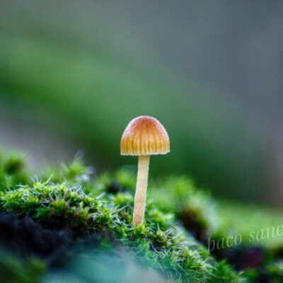 Fungi