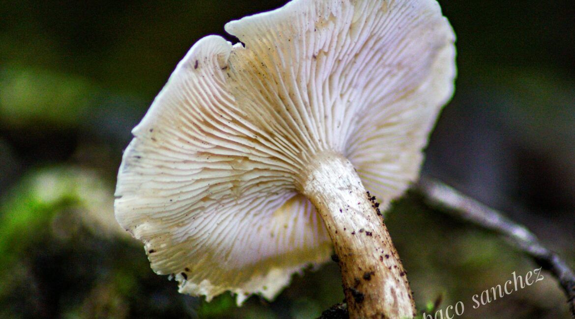 Fungi