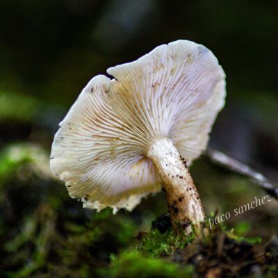 Fungi