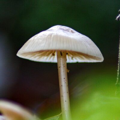 Fungi