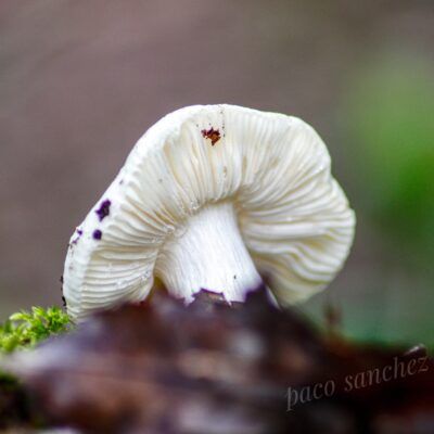 Fungi