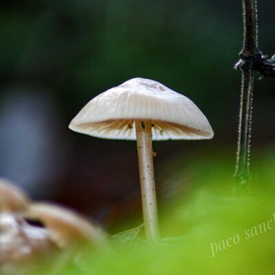 Fungi