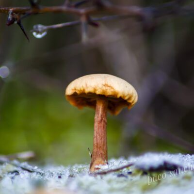 Fungi