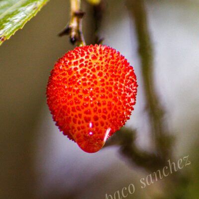 Fungi