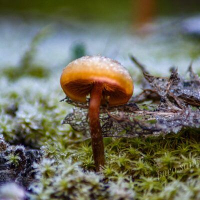 Fungi