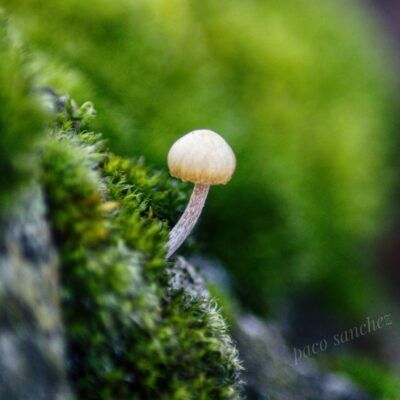 Fungi