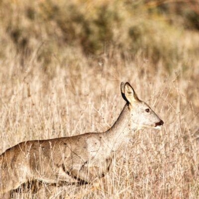 Capreolus capreolus