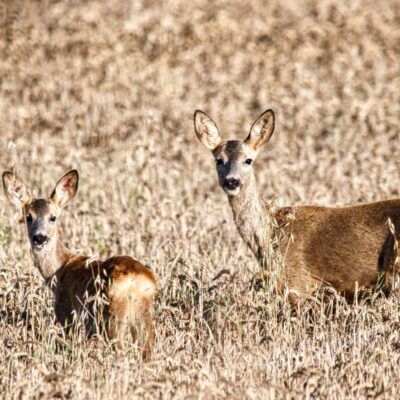 Capreolus capreolus