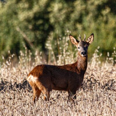 Capreolus capreolus