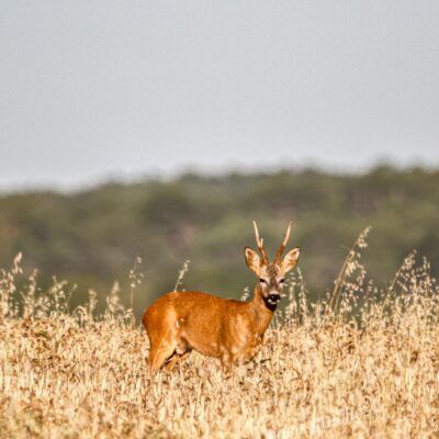 Capreolus capreolus