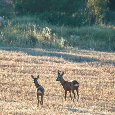 Capreolus capreolus