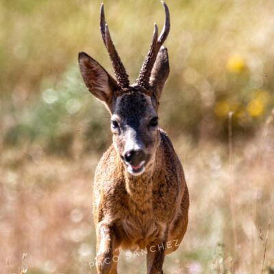 Capreolus capreolus
