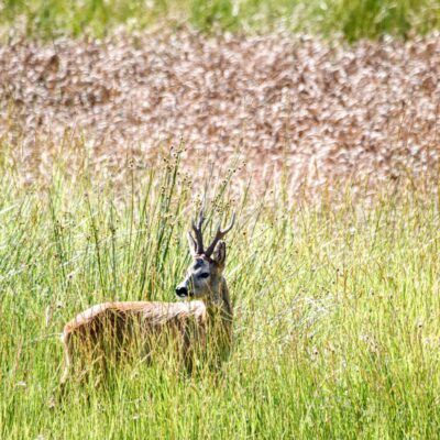 Capreolus capreolus