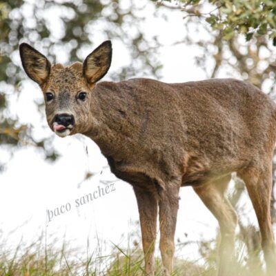 Capreolus capreolus