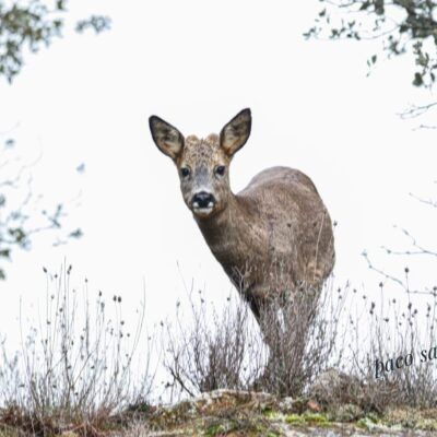 Capreolus capreolus