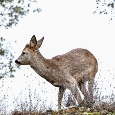 Capreolus capreolus