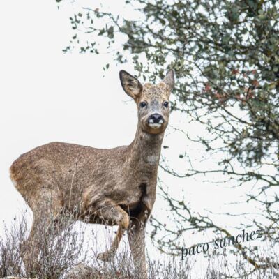 Capreolus capreolus