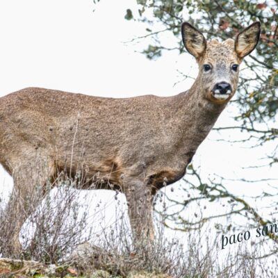 Capreolus capreolus