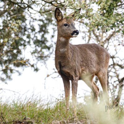 Capreolus capreolus
