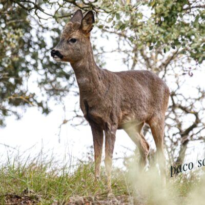 Capreolus capreolus