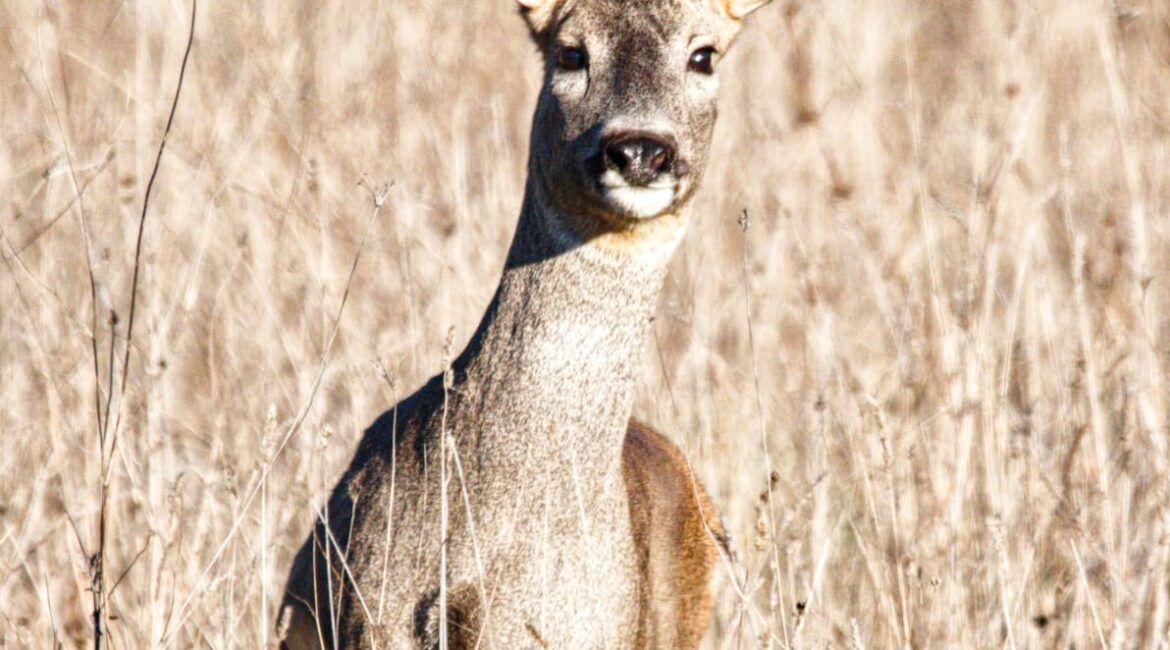 Capreolus capreolus