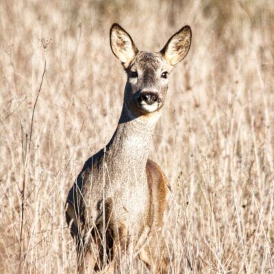 Capreolus capreolus